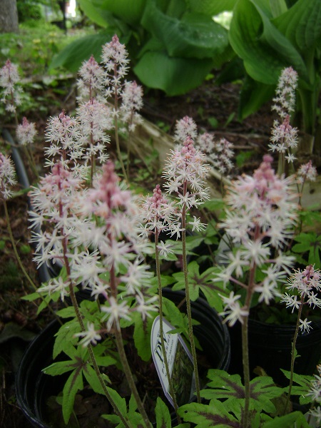 Tiarella