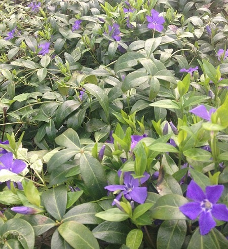 Vinca