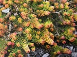 Sedum Angelina