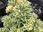 Sedum Atlantis