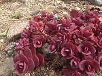 Sedum Cherry Tart