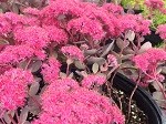 Sedum Dazzleberry