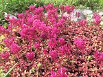 Sedum Dragons Blood