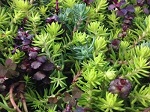 Sedum Flaming Carpet