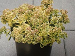 Sedum Lime Twister