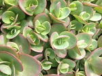 Sedum Lime Zinger