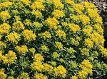 Sedum Little Miss Sunshine
