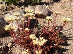 Sedum Red Wiggle