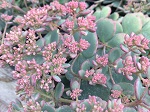 Sedum sieboldii