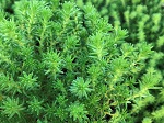 Sedum sexangular