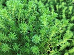 Sedum sexangulare