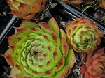 Hens & Chicks
