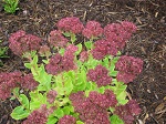 Sedum Autumn Joy