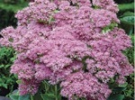 Sedum Brilliant