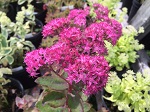 Sedum Carl