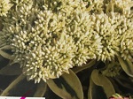 Sedum Frosted Fire