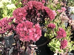 Sedum Purple Emperor