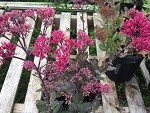 Sedum Thunderhead