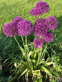 ALLIUM PURPLE SENSATION