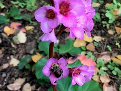 BERGENIA BEE