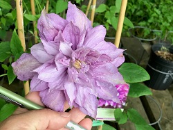 CLEMATIS PROTEUS