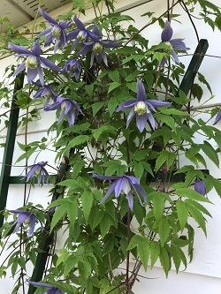 CLEMATIS ALPINUM