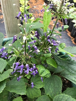 CLEMATIS HERACLEIFOLIA