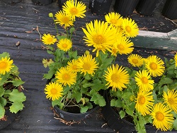 DORONICUM