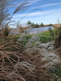 FALL GRASS