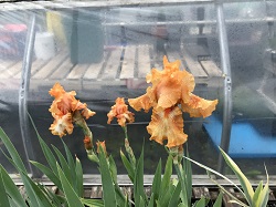 IRIS G.
                              CAJUN RHYTHM