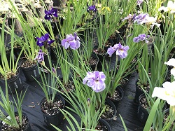 IRIS ENSATA CUPCAKE