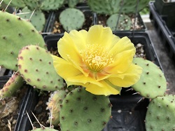 OPUNTIA HUMISIFUSA