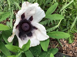 ORIENTAL POPPY PERRY'S WHITE