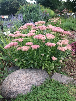 SEDUM AUTUMN JOY