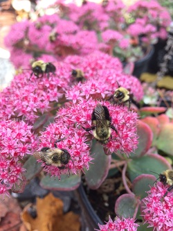 SEDUM AUTUMN JOY BEES