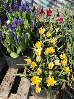 SPRING BULBS