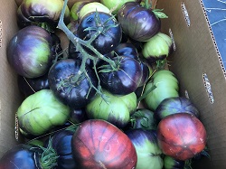 TOMATO BLACK BEAUTY