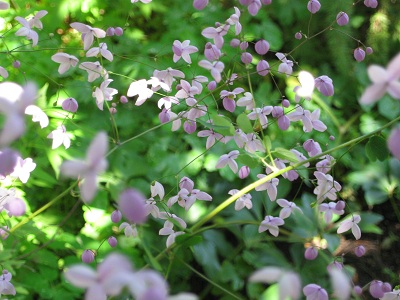 Thalictrum