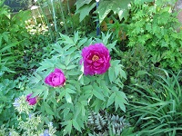 Tree Peony