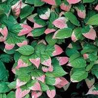 Actinidia kolomikta Arctic Beauty