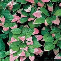 Actinidia Arctic Beauty