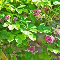 Akebia quinaia