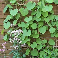 Aristolochia macrophylla