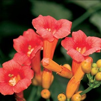 Campsis x tagliabuana Indian
                                Summer