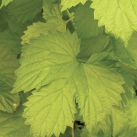 Humulus Aureus