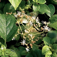 Hydrangea petiolaris