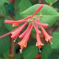 Lonicera semp. Dropmore Scarlet