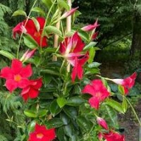 Dipladenia Deep Red
