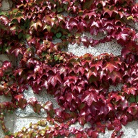 Parthenocissus Engelmannii