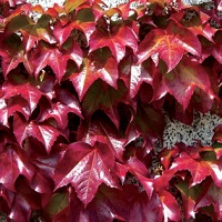 Parthenocissus tricuspidata